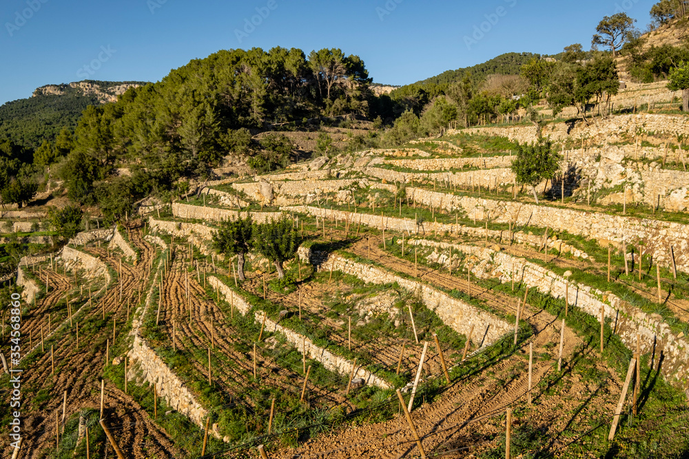 bancales para viña, La Bernadeta, Esporles, Mallorca, Balearic Islands, Spain