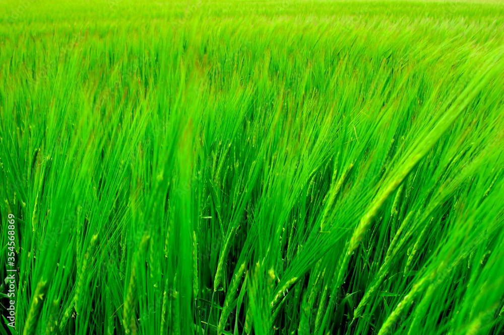 fresh grass fresh grass