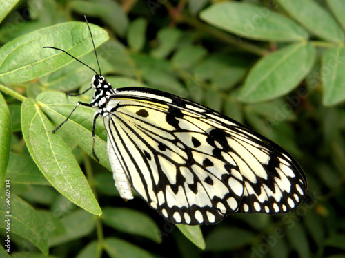 
Idea leuconoe clara is the largest butterfly in Taiwan. Taiwan is mainly distributed in the low mountains in the south and the coastal forests or mountains in the northeast corner. photo