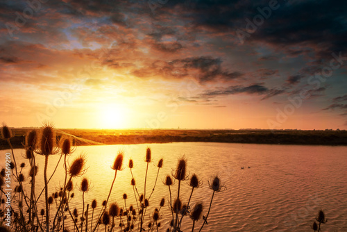 Cuadro en lienzo Thistles and salt marches landscape at sunset near Guerande, France