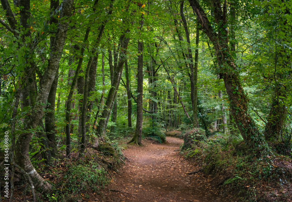 Fototapeta premium El bosque magico
