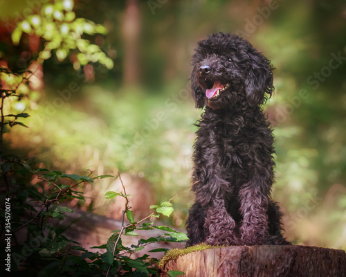 Portrait eines schwarzen Pudels im Laubwald photo