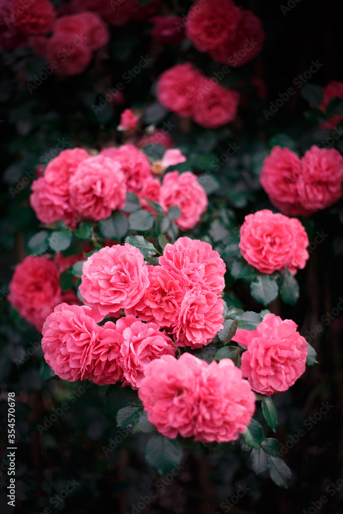 Pink roses. Background of blooming roses. garden of roses. Nature. Pink roses. Background of blooming roses. garden of roses. Nature.
