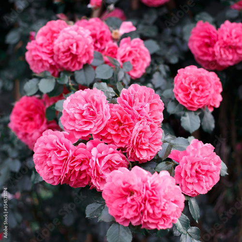 Pink roses. Background of blooming roses. garden of roses. Nature.