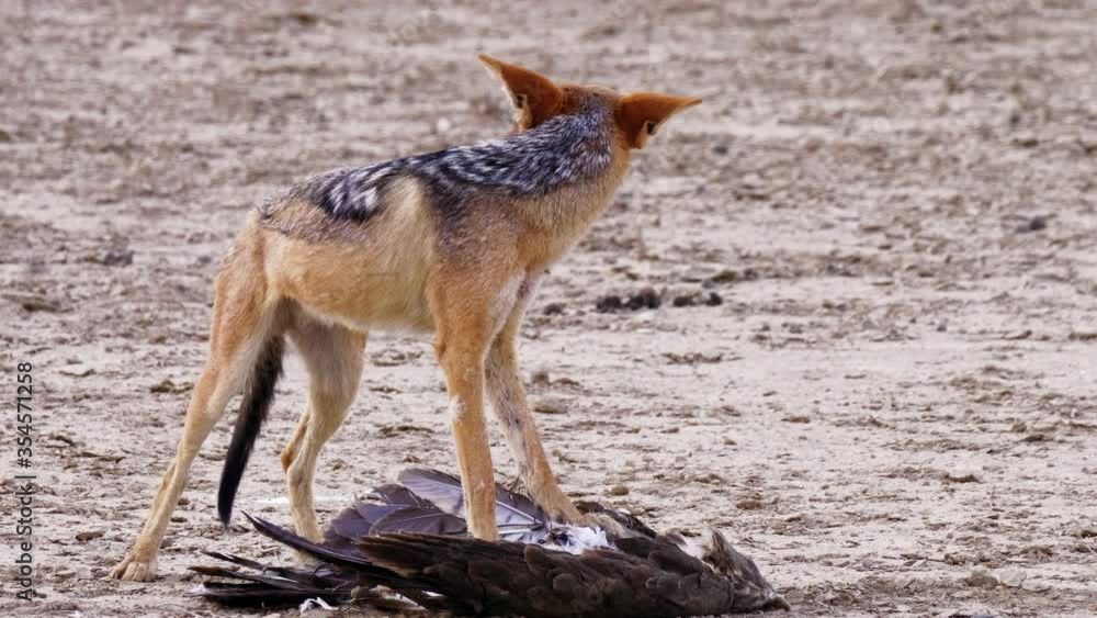Hungry Black-Backed Jackal Chewing On A Piece Of A Dead Eagle In Nxai Pan National Park In Botswana - Closeup Shot Hungry Black-Backed Jackal Chewing On A Piece Of A Dead Eagle In Nxai Pan National Park In Botswana - Closeup Shot