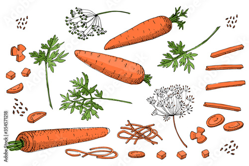 Vegetable vector sketch. A set of carrots of different types. Isolated carrots, diced, cubes, roundels, straws and noodles. Orange roots, green carrot tops and seeds.