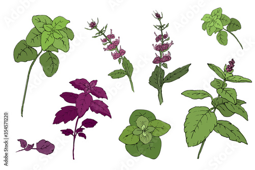 Vector set of basil plant. Green and purple cinnamon basil and Italian basil with leaves and flowers. Hand-drown sketch from isolated elements of spicy herbs on white background.