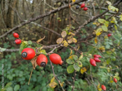 red berries on a tree