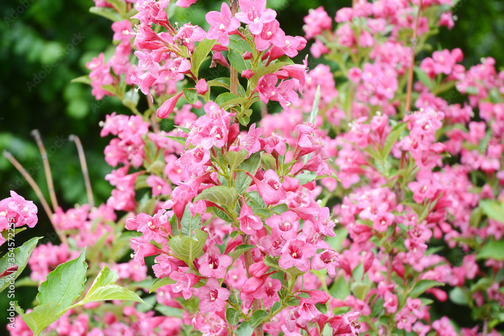 A close up on a beautiful ornamental weigela florida flowering shrub, blooming bush with pink flowers in spring. A close up on a beautiful ornamental weigela florida flowering shrub, blooming bush with pink flowers in spring.