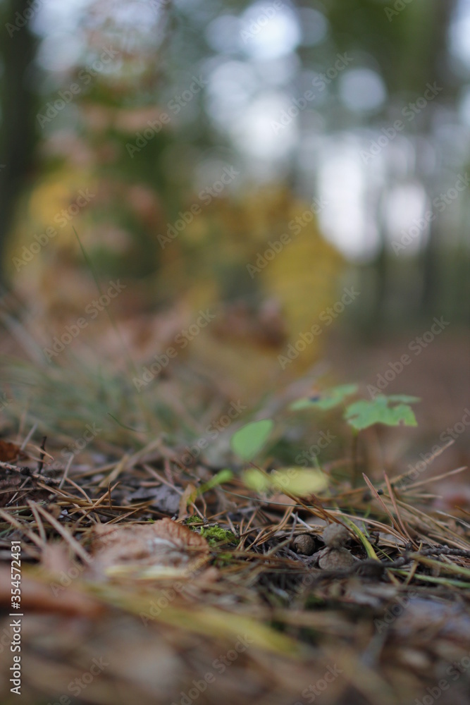 European forest close up in autumn European forest close up in autumn