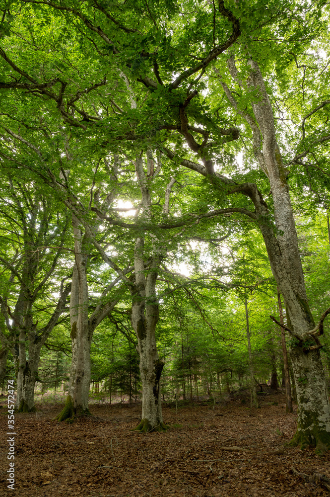 arbre ,foret, chemin arbre ,foret, chemin