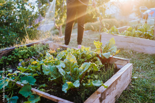 Watering fresh vegetables