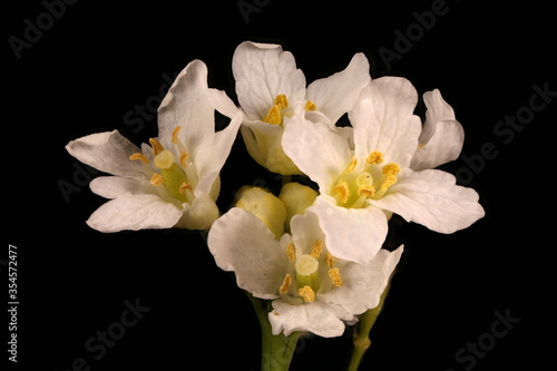 Horseradish (Armoracia rusticana). Inflorescence Detail Closeup © Valery Prokhozhy