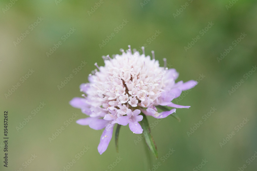 Lilac scabious flower. Lilac scabious flower.
