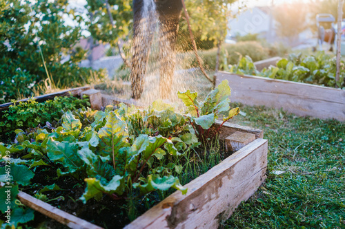 Watering fresh vegetables