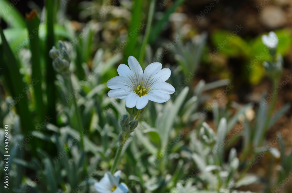 Gypsophila flowers is beautiful flower in tarnation family on floral nature backgrounds. Сlose up Gypsophila flowers is beautiful flower in tarnation family on floral nature backgrounds. Сlose up
