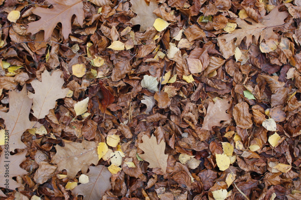 Golden Autumn in Poland Golden Autumn in Poland