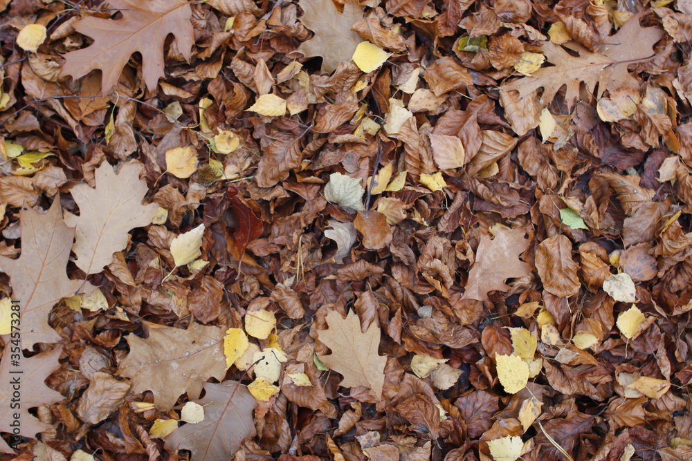 Golden Autumn in Poland