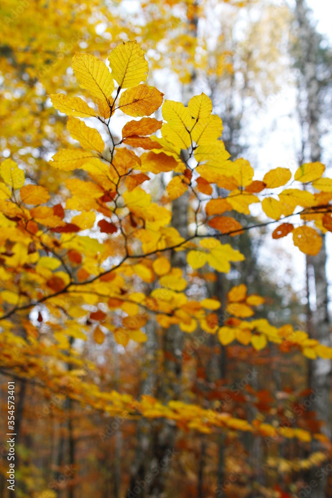 Golden Autumn in Poland