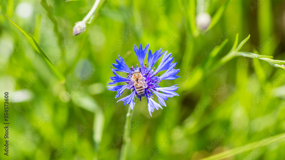 Close up of a cornflower with a bee (cyanus segetum hill) Close up of a cornflower with a bee (cyanus segetum hill)