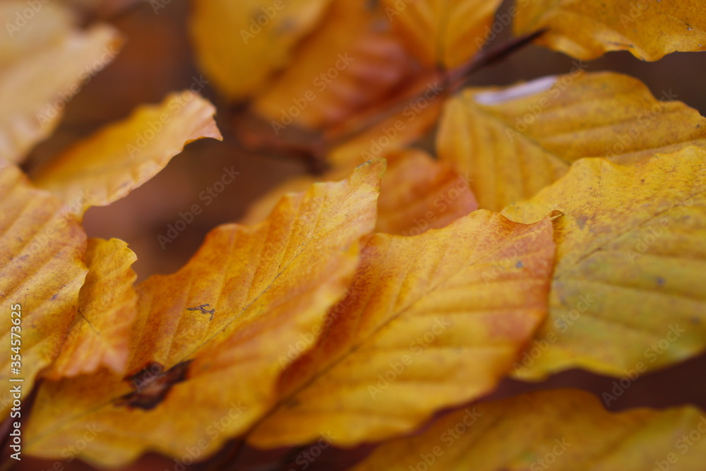 Golden Autumn in Poland Golden Autumn in Poland
