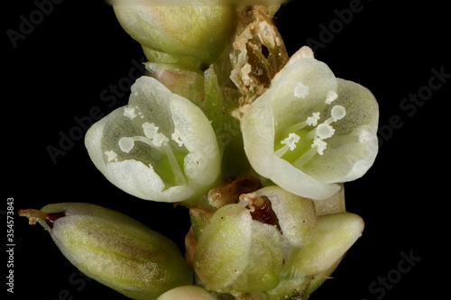Redshank (Persicaria maculosa). Inflorescence Detail Closeup