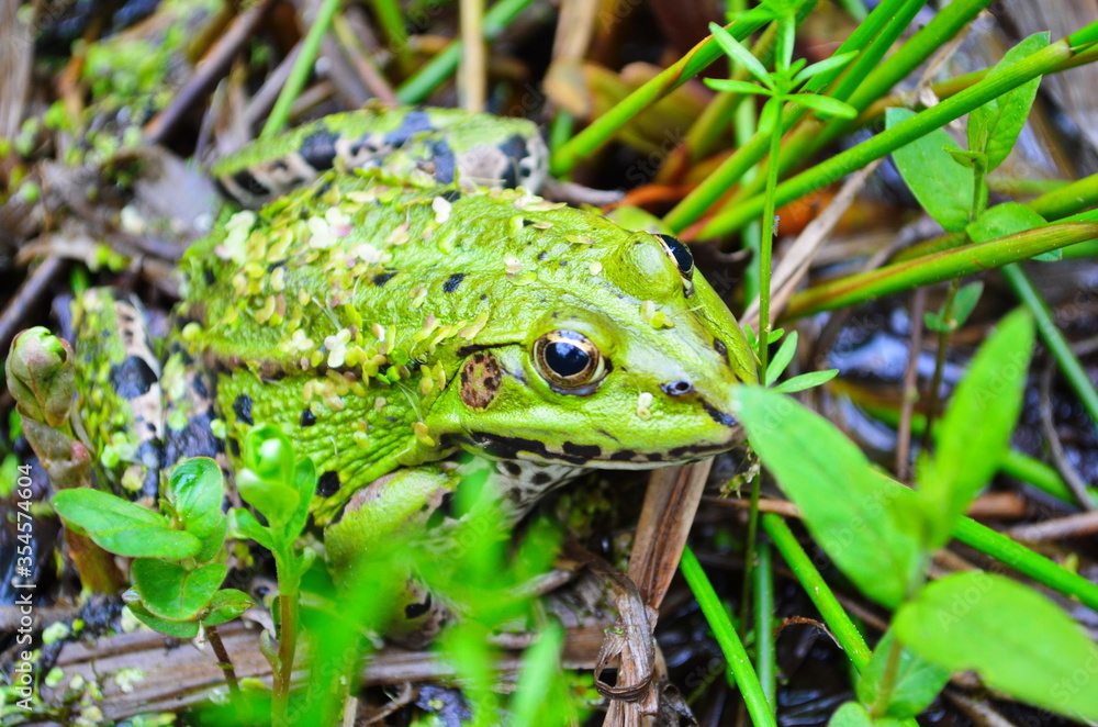 Fototapeta premium Green Frog, Lithobates clamitans, on log in a pond