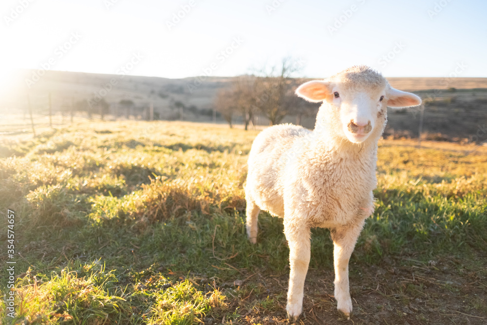 Obraz premium lamb on the farm