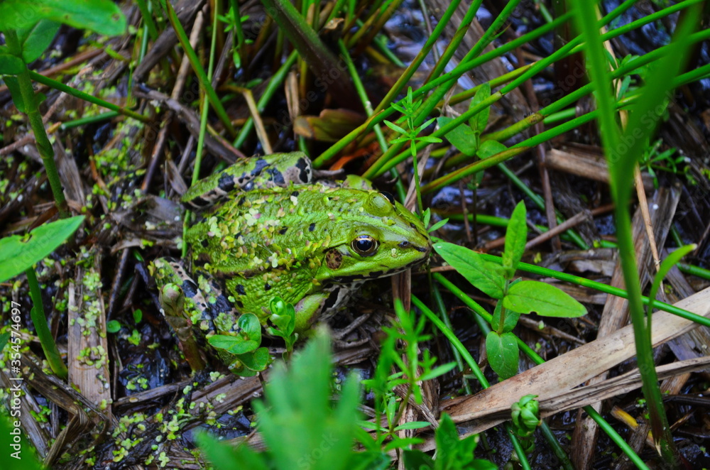 Green Frog, Lithobates clamitans, on log in a pond Green Frog, Lithobates clamitans, on log in a pond
