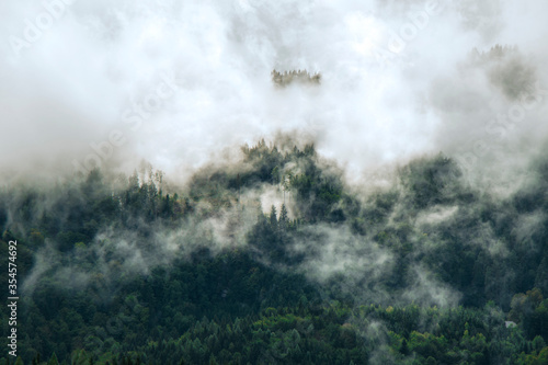 Photo of beautiful moody misty green coniferous forests in Alps