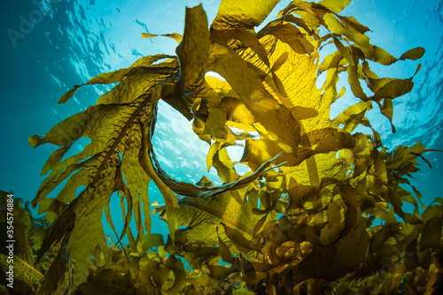 Fotografia Seaweed and Sunlight