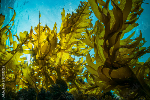 Fotografie, Obraz Seaweed and Sunlight