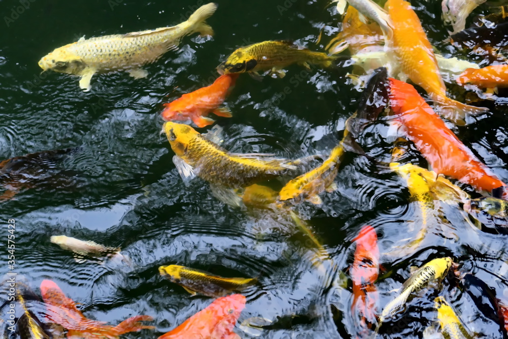 Ταπετσαρία Poissons rouges dans un bassin. Thaïlande..