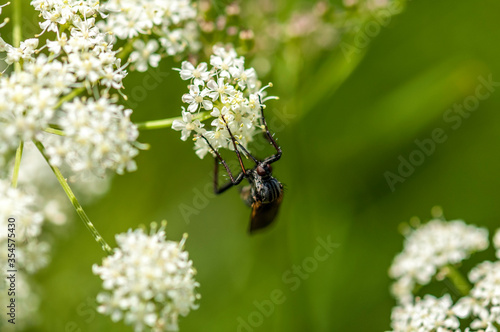 bug on a flower © JancakV