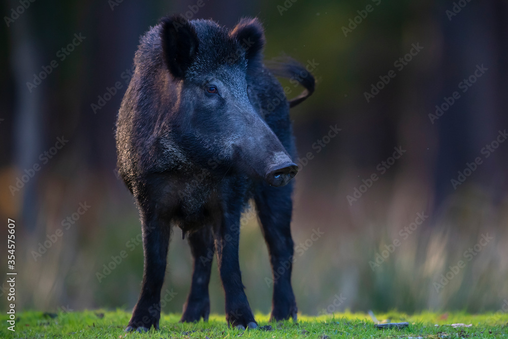 Wild boar sow Wild boar sow