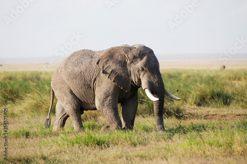 Elephants in Amboseli Nationalpark  Kenya  Africa