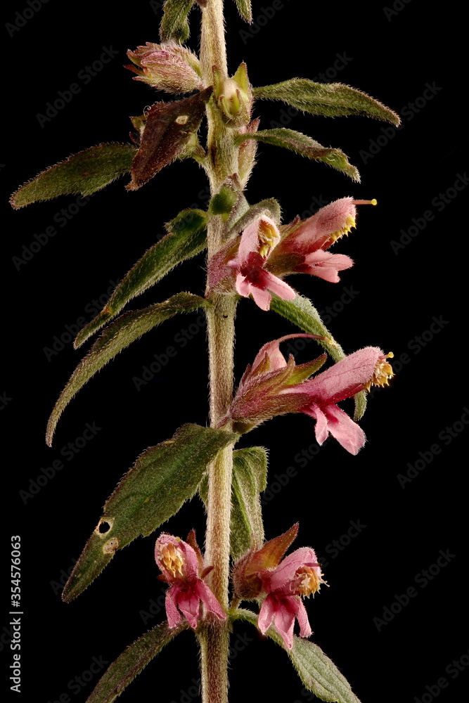 Obraz premium Red Bartsia (Odontites vulgaris). Inflorescence Detail Closeup