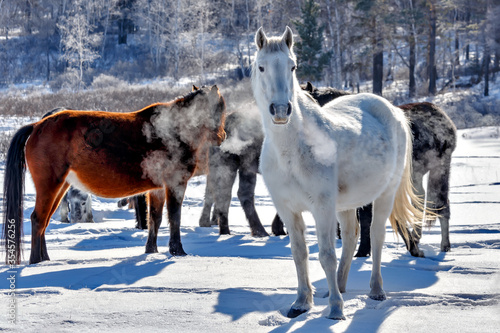 Wallpaper Mural A herd of free horses grazes in a meadow near a snowy forest on a frosty foggy morning Torontodigital.ca