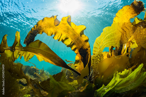 Seaweed and Sunlight