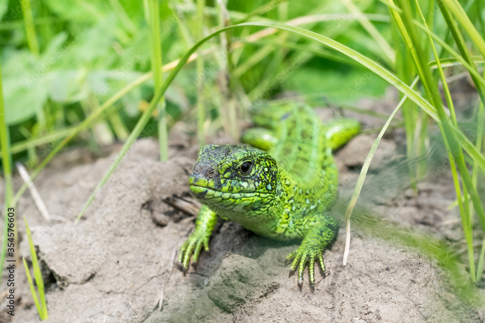 A large green lizard lies on the sand in the shade near the grass and hunts A large green lizard lies on the sand in the shade near the grass and hunts