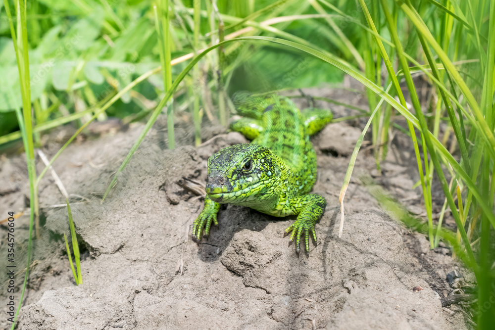 Fototapeta premium A large beautiful green lizard lies on the sand under the sun near the grass and hunts