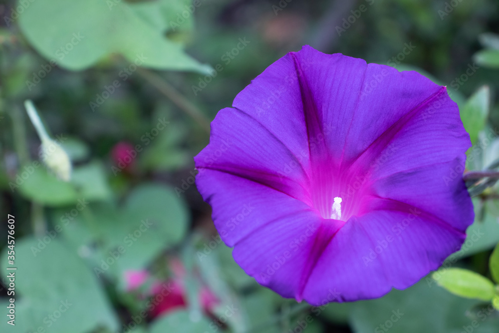 Fototapeta premium 濃い紫の一輪の朝顔