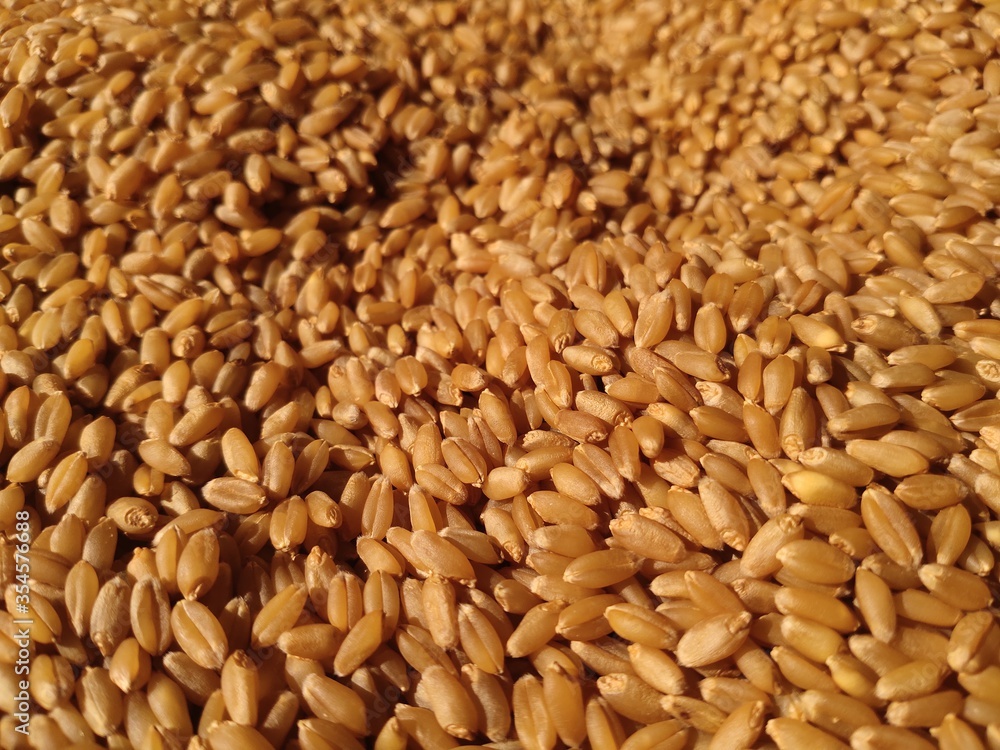 wheat grains background wheat grains background