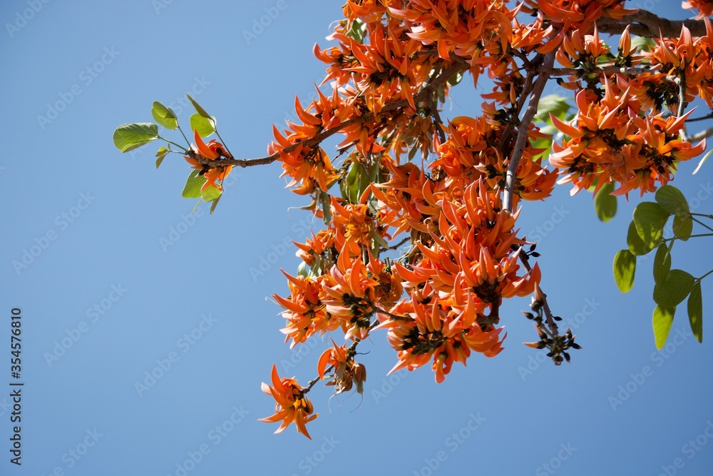 Butea monosperma flowers on tree sky background Butea monosperma flowers on tree sky background