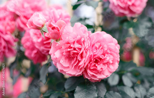 Pink roses. Background of blooming roses. garden of roses. Nature.