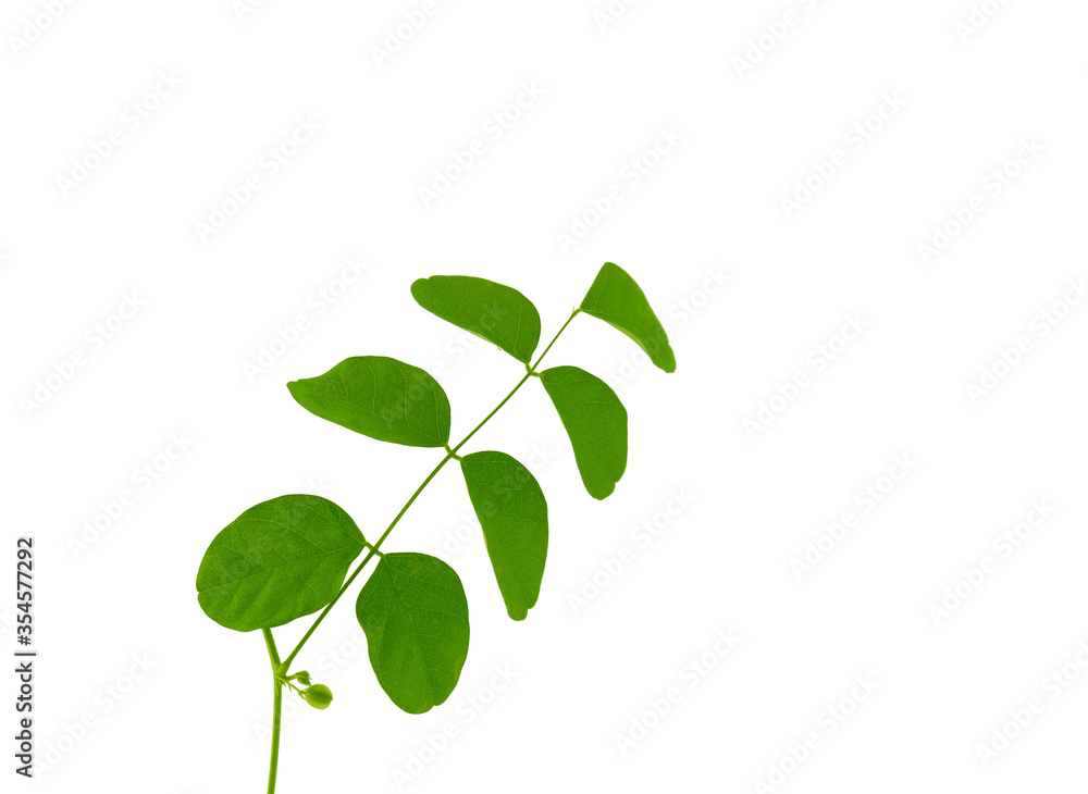 Obraz premium Green leaves of plants isolated on a white background