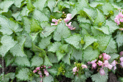 Green flowering plant