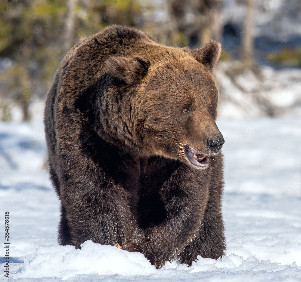 Obraz premium Bear opening its mouth. Brown bear in winter forest. Scientific name: Ursus Arctos. Natural Habitat.