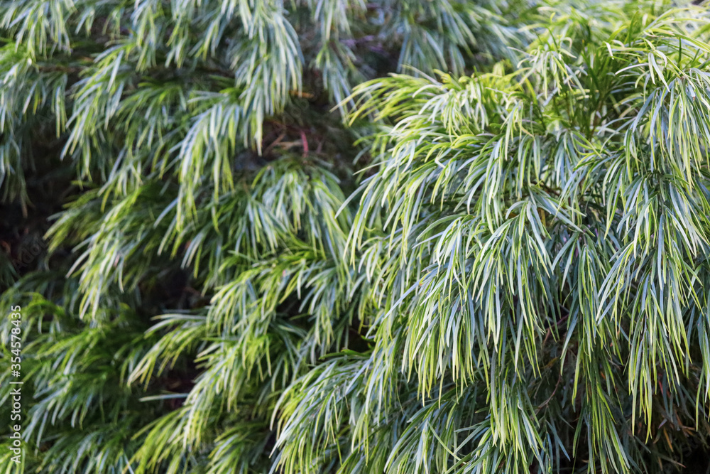 close up of green fine leaves close up of green fine leaves