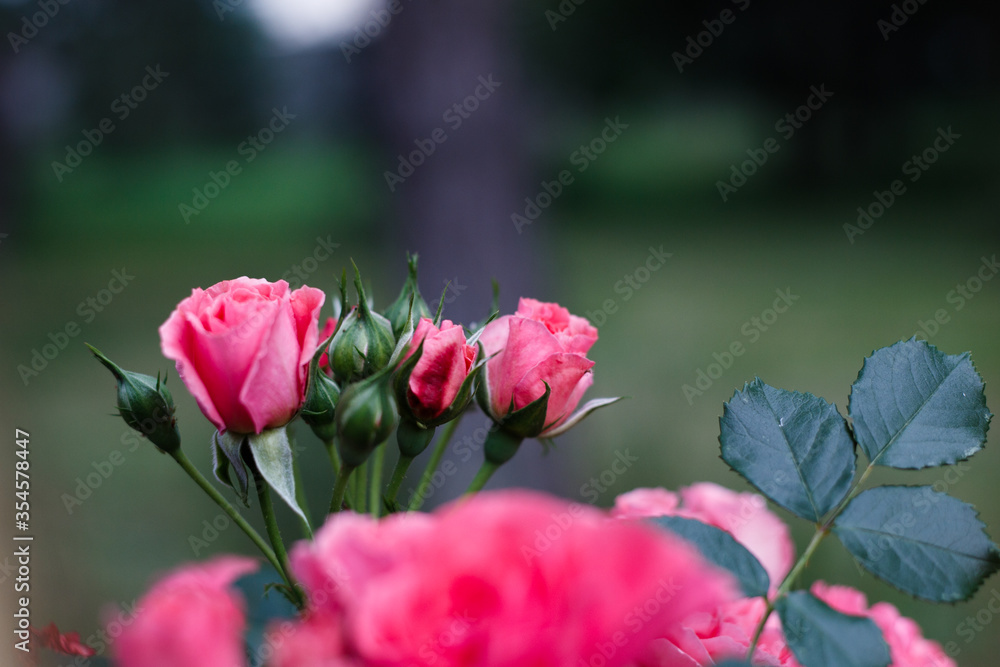 Pink roses. Background of blooming roses. garden of roses. Nature. Pink roses. Background of blooming roses. garden of roses. Nature.